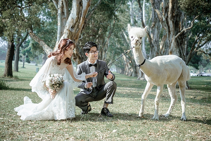 Pre Wedding