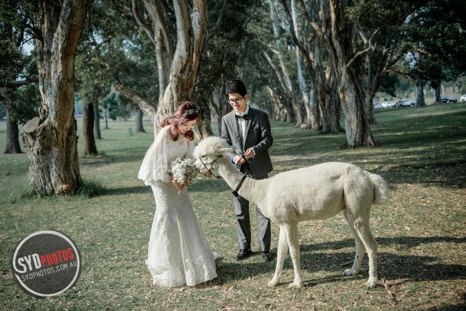 Pre Wedding
