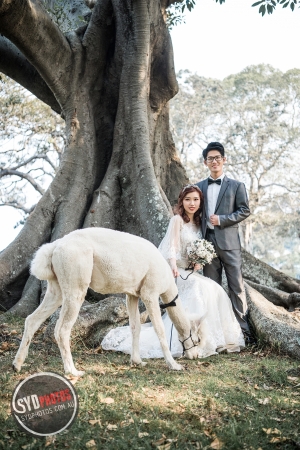 Best Pre Wedding Photography Sydney | Pre Wedding Photoshoot Sydney