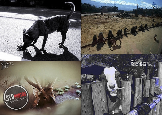 Photographers Portfolios
